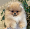 Photo №2 to announcement № 72147 for the sale of pomeranian - buy in Russian Federation breeder