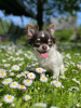 Photo №1. chihuahua - for sale in the city of Munich | 317$ | Announcement № 108751