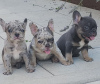 Additional photos: French bulldogs in exotic