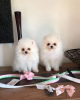 Photo №1. pomeranian - for sale in the city of Антверпен | Is free | Announcement № 116289