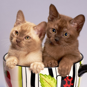 Photo №2 to announcement № 294 for the sale of burmese cat - buy in Russian Federation private announcement