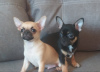 Photo №1. chihuahua - for sale in the city of Wolfsburg | negotiated | Announcement № 98550