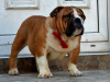 Photo №3. English bulldog. Serbia