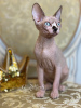 Photo №2 to announcement № 10749 for the sale of sphynx-katze - buy in United States from nursery