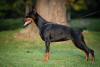 Additional photos: Doberman puppies for sale