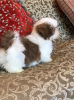 Photo №3. Very Playful Shih Tzu Puppies for Adoption. United States