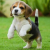 Photo №3. Two beautiful beagle puppies for sale. Germany