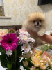 Photo №1. pomeranian - for sale in the city of Мадрид | Is free | Announcement № 125450