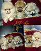 Photo №3. Pomeranian Spitz, puppies. Mini bears. Belarus