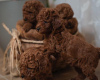 Additional photos: Red Toy Poodles and Toy Poodles