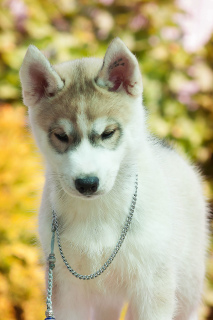 Photo №3. Girl husky puppy. Russian Federation
