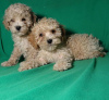 Additional photos: Real maltipu puppies (toy poodle). Boys.