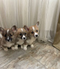 Photo №1. welsh corgi - for sale in the city of Berlin | 423$ | Announcement № 96216