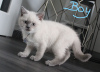 Photo №2 to announcement № 9460 for the sale of british shorthair - buy in Turkey 