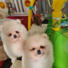 Photo №2 to announcement № 97062 for the sale of pomeranian - buy in United States private announcement, breeder