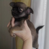 Photo №1. chihuahua - for sale in the city of Munich | 269$ | Announcement № 104872