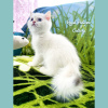 Photo №1. british shorthair - for sale in the city of Kayseri | 264$ | Announcement № 50592