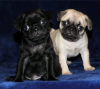 Photo №1. pug - for sale in the city of Marseilles | negotiated | Announcement № 58274