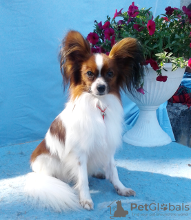 Photo №4. I will sell papillon dog in the city of Rostov-on-Don. from nursery - price - negotiated