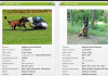 Photo №1. malinois - for sale in the city of Bojnice | 716$ | Announcement № 9459