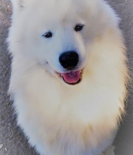Photo №2 to announcement № 1025 for the sale of samoyed dog - buy in France from nursery, breeder