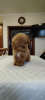 Photo №1. poodle (dwarf) - for sale in the city of Москва | 781$ | Announcement № 42760
