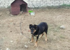 Photo №2 to announcement № 97904 for the sale of non-pedigree dogs - buy in Belarus private announcement
