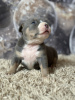 Additional photos: American bully puppies SHOW CLASS