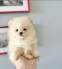 Photo №1. pomeranian - for sale in the city of St. Petersburg | 195$ | Announcement № 83534