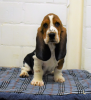 Photo №1. basset hound - for sale in the city of Stockholm | negotiated | Announcement № 97868