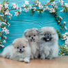 Photo №1. pomeranian - for sale in the city of Tashkent | 500$ | Announcement № 64923