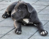 Photo №4. I will sell american bully in the city of Belgrade. breeder - price - negotiated