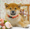 Photo №1. shiba inu - for sale in the city of Москва | negotiated | Announcement № 25635