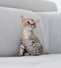 Photo №4. I will sell devon rex in the city of Vreden. breeder - price - 1585$