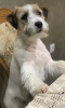 Photo №4. I will sell jack russell terrier in the city of Belgrade.  - price - negotiated