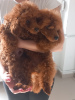 Photo №2 to announcement № 122578 for the sale of poodle (dwarf) - buy in Serbia 