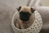 Photo №4. I will sell pug in the city of Dusseldorf. private announcement - price - 423$