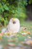 Additional photos: Female Pomeranian FCI for sale