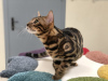 Photo №1. Mating service - breed: bengal cat. Price - negotiated