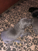 Photo №3. Cane Corso Puppies. Austria