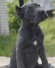 Photo №1. cane corso - for sale in the city of Лида | 1193$ | Announcement № 10939