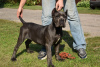 Photo №4. I will sell cane corso in the city of Gomel. from nursery, breeder - price - negotiated