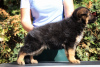 Photo №1. german shepherd - for sale in the city of Taganrog | 781$ | Announcement № 121535