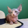 Photo №2 to announcement № 31167 for the sale of sphynx-katze - buy in Russian Federation private announcement