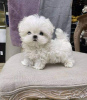 Photo №1. maltese dog - for sale in the city of Rotterdam-Albrandswaard | negotiated | Announcement № 119966