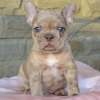 Photo №1. french bulldog - for sale in the city of Sofia | 423$ | Announcement № 78876