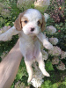 Additional photos: Perfect purebred Cavalier King Charles Spaniel puppies.