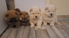 Photo №1. chow chow - for sale in the city of Belgrade | negotiated | Announcement № 126732