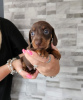 Photo №2 to announcement № 103826 for the sale of dachshund - buy in United States private announcement