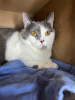 Additional photos: Kitty Dasha is looking for a home!